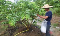 番石榴修剪方法與疏花疏果、果實套袋技術(shù)要點