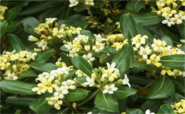 冬青開(kāi)花嗎？