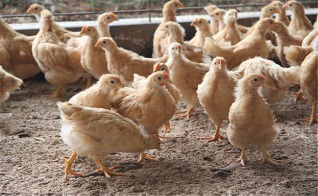 根據雞蛋變化解決飼料配制的不足