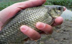 野生鯽魚(yú)一般多少錢一斤 野生鯽魚(yú)最大長(zhǎng)多重