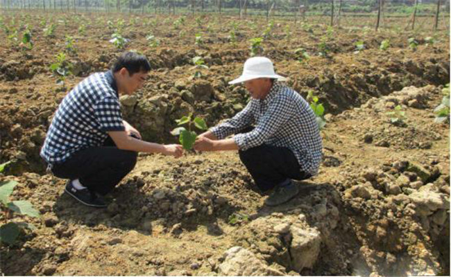 過磷酸鈣跟農(nóng)家肥混施效果怎么樣