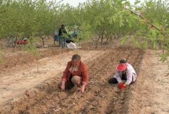 山藥種植前如何處理，種植山藥如何整地挖溝