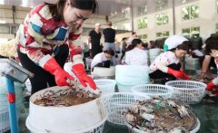 梭子蟹一般在幾月份上市，怎樣挑選肥的梭子蟹