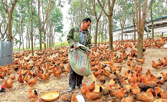 養(yǎng)雞用鹽的講究:飼料食鹽用量、食鹽中毒的防治