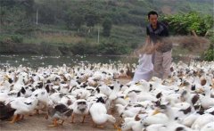 育成鴨的飼料與營養(yǎng)需求，育成鴨如何限制飼喂