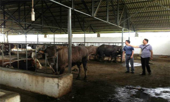 用青飼料喂家畜的方法及注意問題