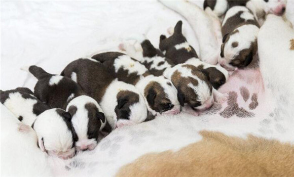 家庭養(yǎng)犬最好去何處購犬種