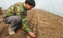 生姜的種植密度是多少？生姜浸種消毒新配方