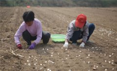 大蒜什么時(shí)間種植，如何掌握大蒜種植深度？