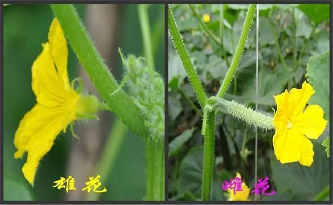 黃瓜開(kāi)雄花后多久開(kāi)雌花