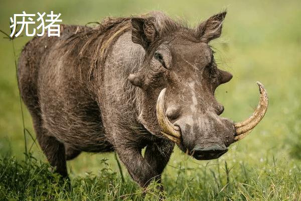 野豬和疣豬哪個(gè)更厲害