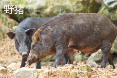 野豬一般幾點出來活動，野豬和疣豬哪個更厲害