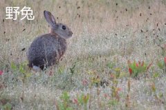 養(yǎng)野兔犯法嗎？養(yǎng)野兔子要注意什么？