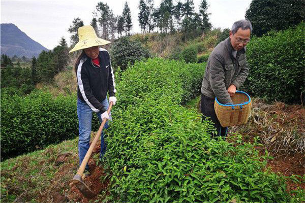 幼齡茶樹的除草、松土