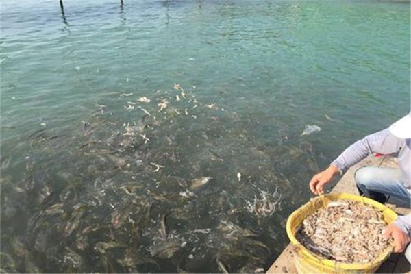 大黃魚的餌料及投喂