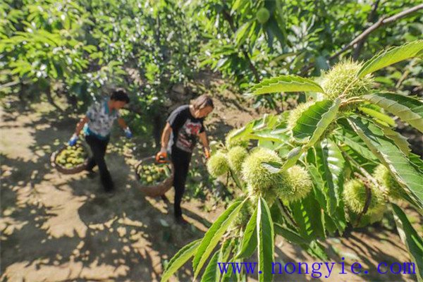 板栗種植多久才結果