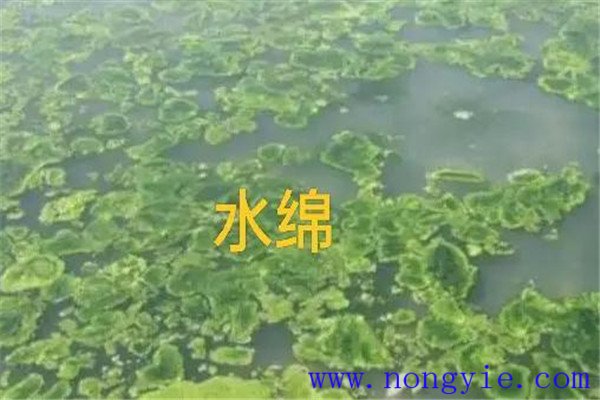 如何清除和控制水綿、水網(wǎng)藻和湖靛等敵害生物