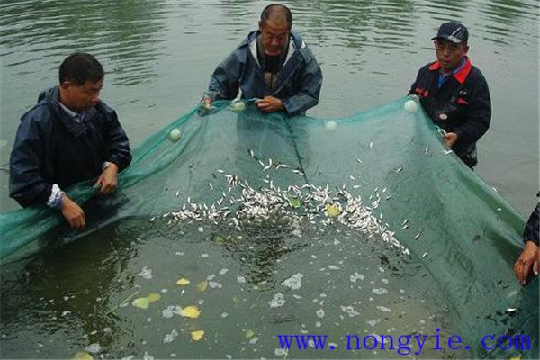 夏花魚(yú)種出池拉網(wǎng)鍛煉采用什么方法