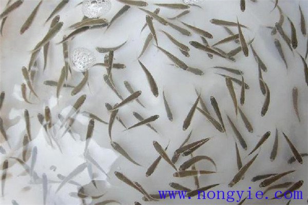 異育銀鯽魚(yú)苗的培育方法