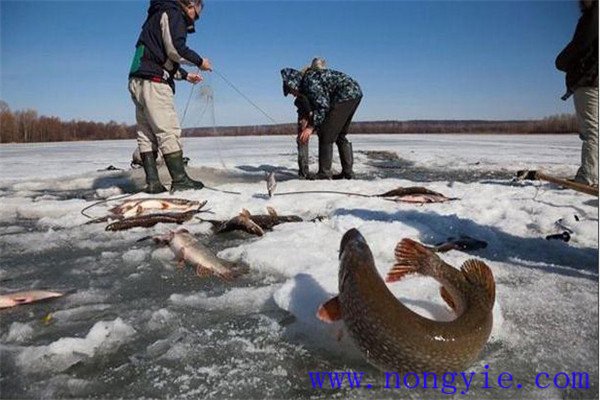 及時(shí)起捕成魚