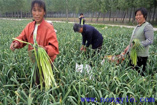 蒜苔和大蒜的關(guān)系