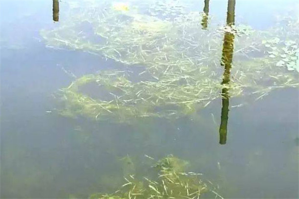 合理種植水草