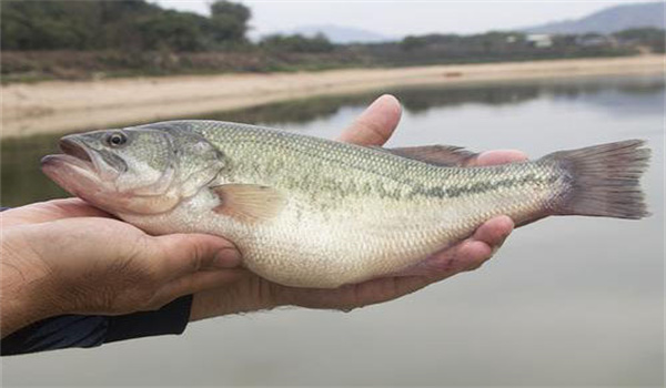 養(yǎng)殖加州鱸魚如何預(yù)防病害發(fā)生