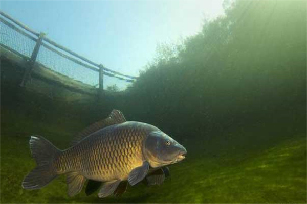 鯉魚(yú)的投喂方法