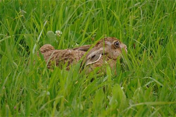 野兔是不是國家保護(hù)動物