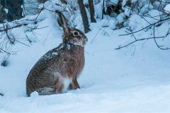 冬季野兔的活動規(guī)律，它冬天什么時候出來？