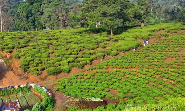 茶園鋪草有什么好處