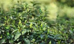 如何對(duì)茶樹(shù)越冬休眠期病蟲(chóng)害進(jìn)行綠色防控？