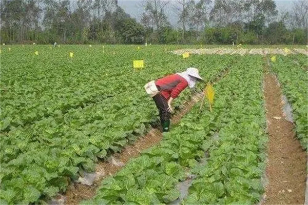 病蟲害生物防治主要有哪些方法