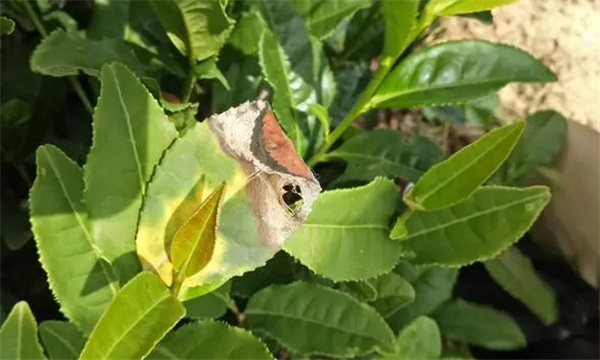 茶樹病蟲害農(nóng)業(yè)防治