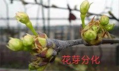 梨樹開花結(jié)果有什么特點(diǎn)？