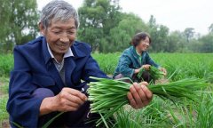 薹韭與韭菜有何區(qū)別 如何使薹韭早抽薹多抽薹？