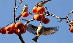 鳥害如何預防？鳥害防治的主要手段和方法