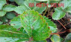 怎樣防治草莓葉斑病（蛇眼?。?？