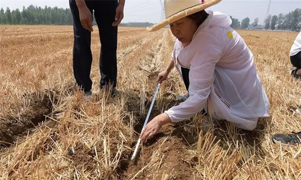 玉米精量播種技術(shù)的三個要求