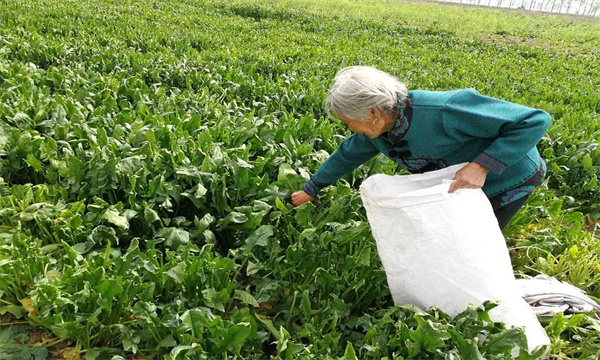 菠菜的追肥