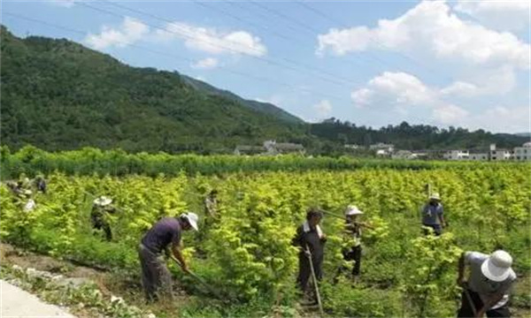 山茱萸田間管理的內(nèi)容