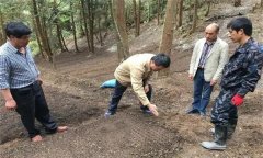 山茱萸的栽培技術(shù)要點與主要管理步驟